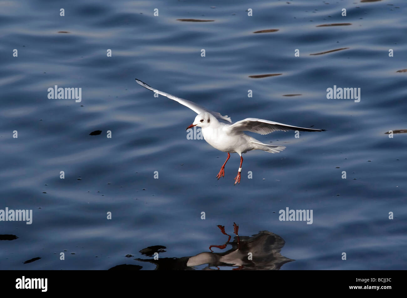 Flying gull mouette - Rire - splashdown Banque D'Images
