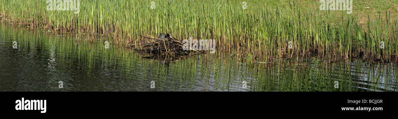 Fulica atra Foulque noire sur son nid sur l'eau étang à côté de roseaux 09 Avril Banque D'Images