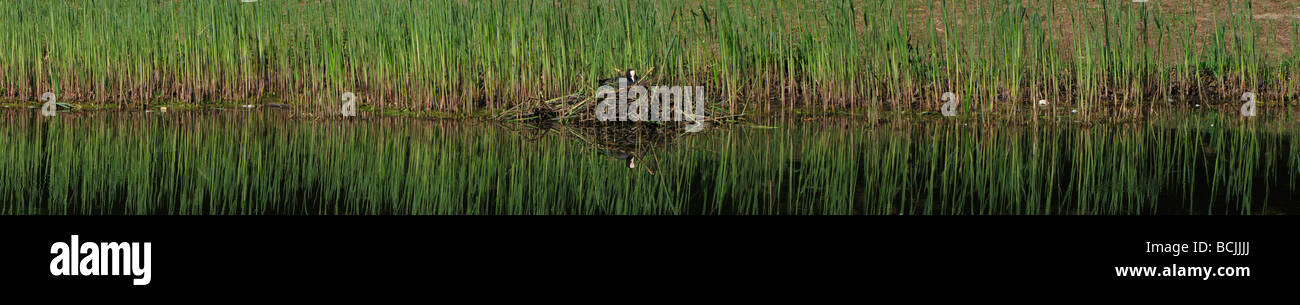 Fulica atra Foulque noire sur son nid sur l'eau étang à côté de roseaux 09 Avril Banque D'Images
