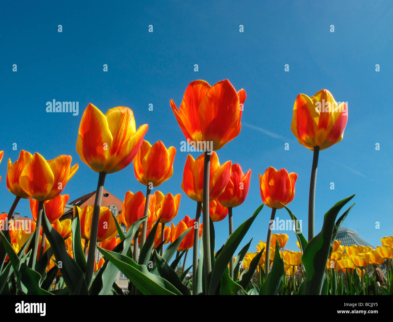 Tulipes fleurir dans le jardin jardin de printemps Banque D'Images