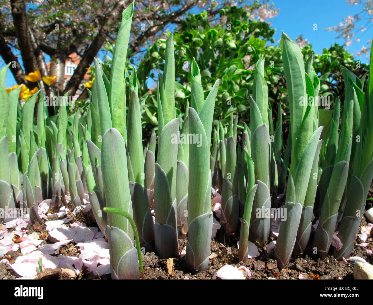 Liliaceae Tulipa tulipe Tulipes au printemps Florosa Jardin Jardin Botanique au 09 avril Banque D'Images