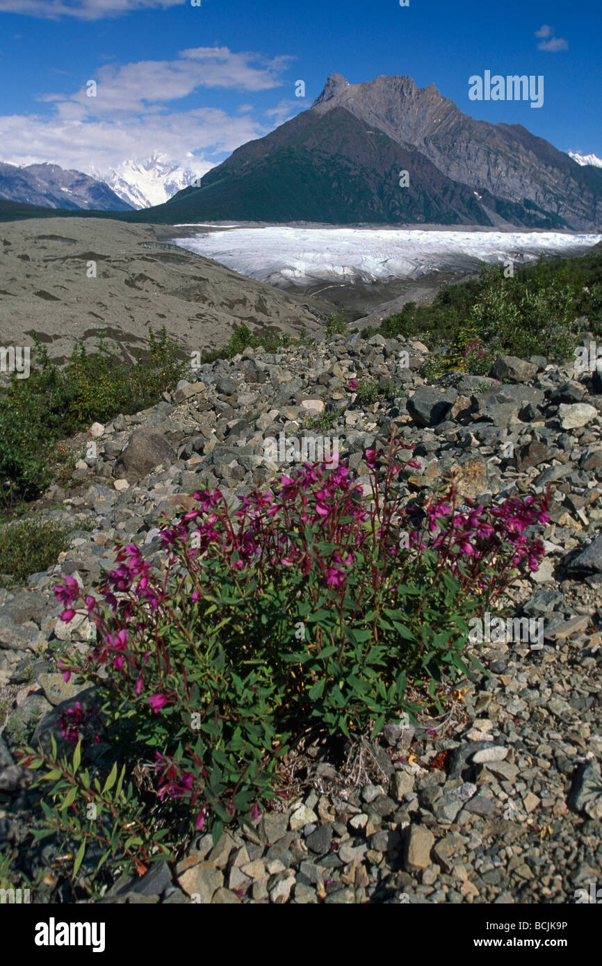 Scenic de fleurs des w/Root Glacier SC AK Printemps/Wrangell-St n Elias NP Banque D'Images