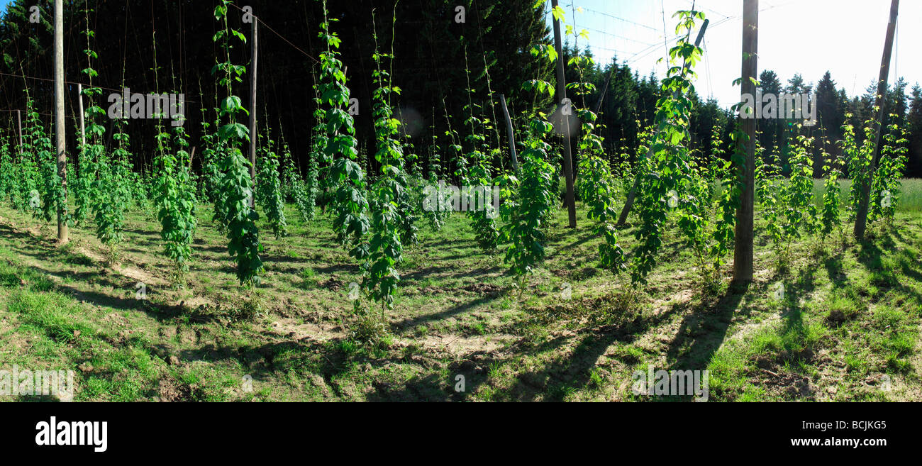 Plantation de houblon humulus lupulus commun Banque D'Images