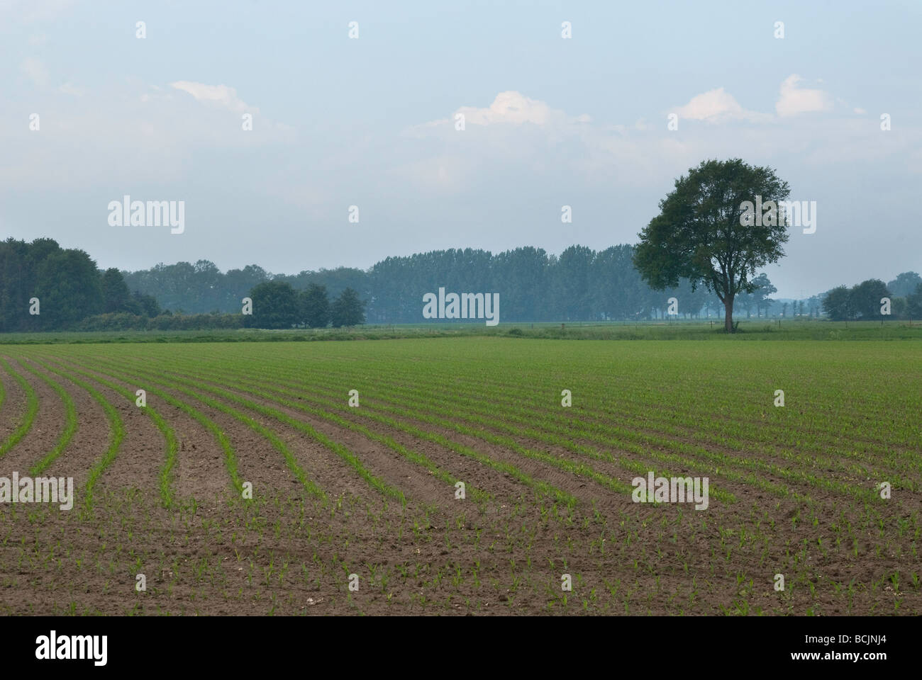 Terres agricoles nouvellement semé avec des lignes directrices Banque D'Images