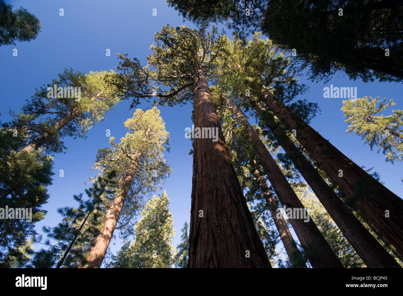 États-unis, Californie, Yosemite National Park, Mariposa Grove, Bachelor et Trois Grâces Séquoias Géants Banque D'Images