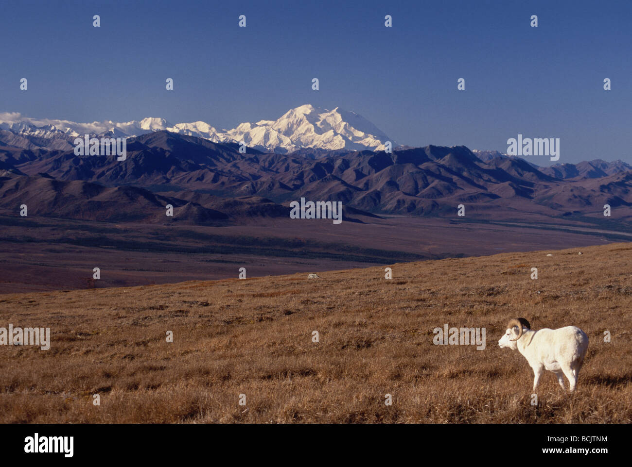 Mt.Mckinley & Dall Denali National Park de l'AK Banque D'Images