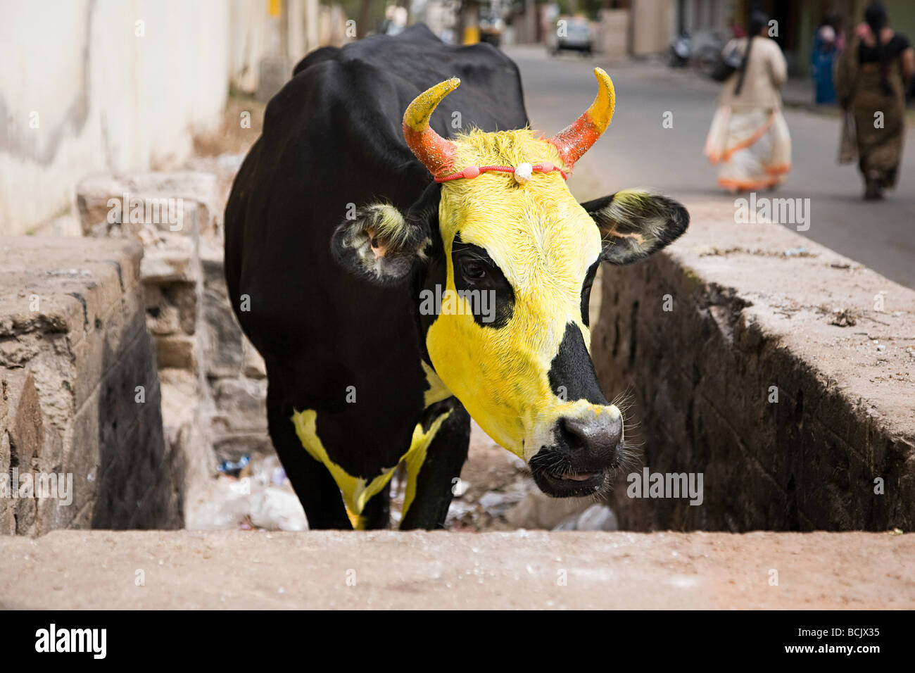 Vache peint en jaune pour pongal festival Banque D'Images