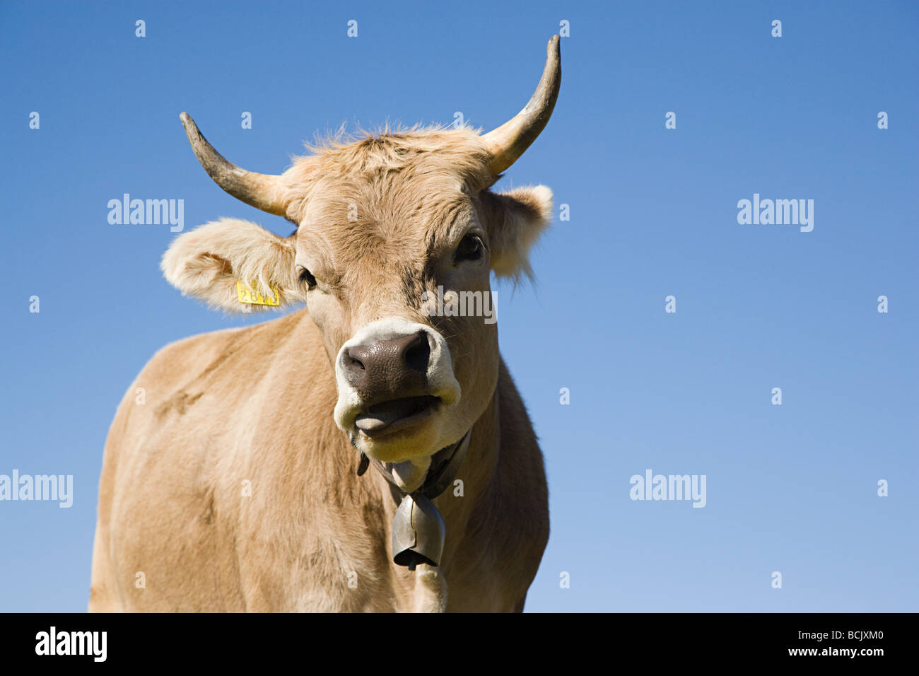 Horned cow looking at camera Banque D'Images