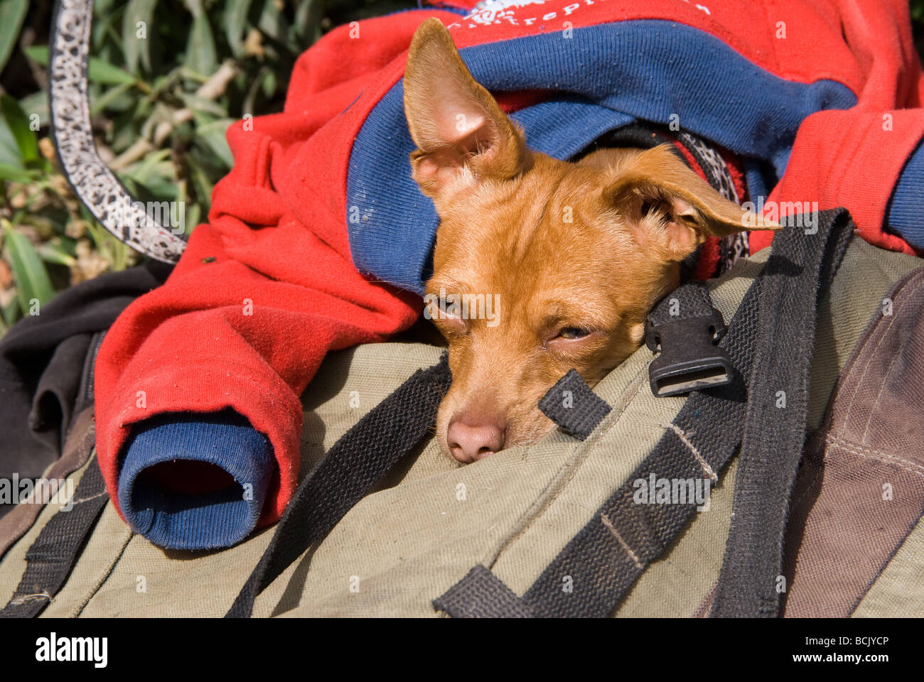 Chihuahua close-up enveloppé dans Red Jacket Banque D'Images