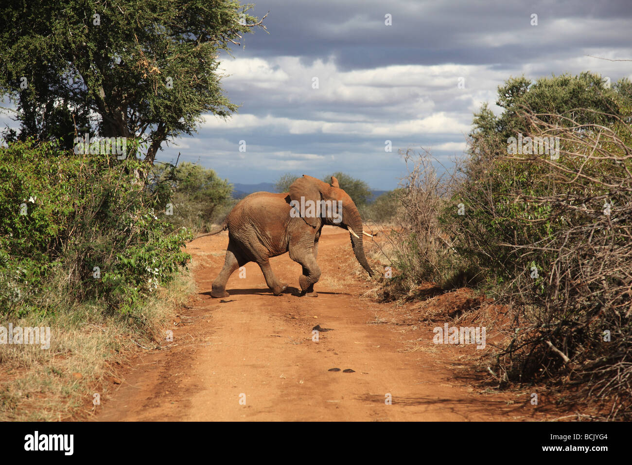 Traversée de l'éléphant d'un chemin de terre à Laikipia, Kenya 2009 Banque D'Images