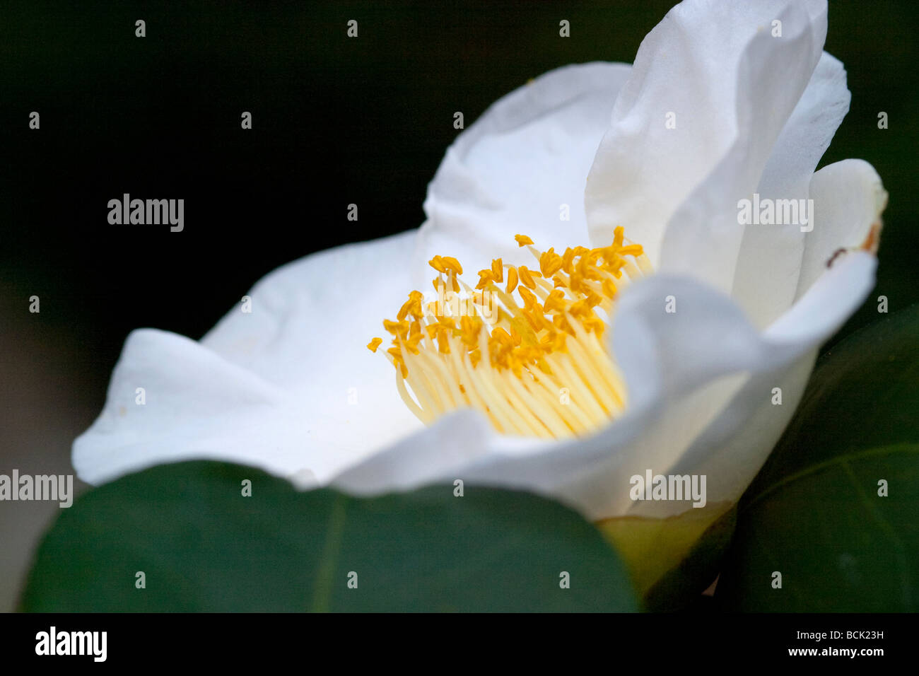 Fleur de camélia blanc et jaune Banque D'Images