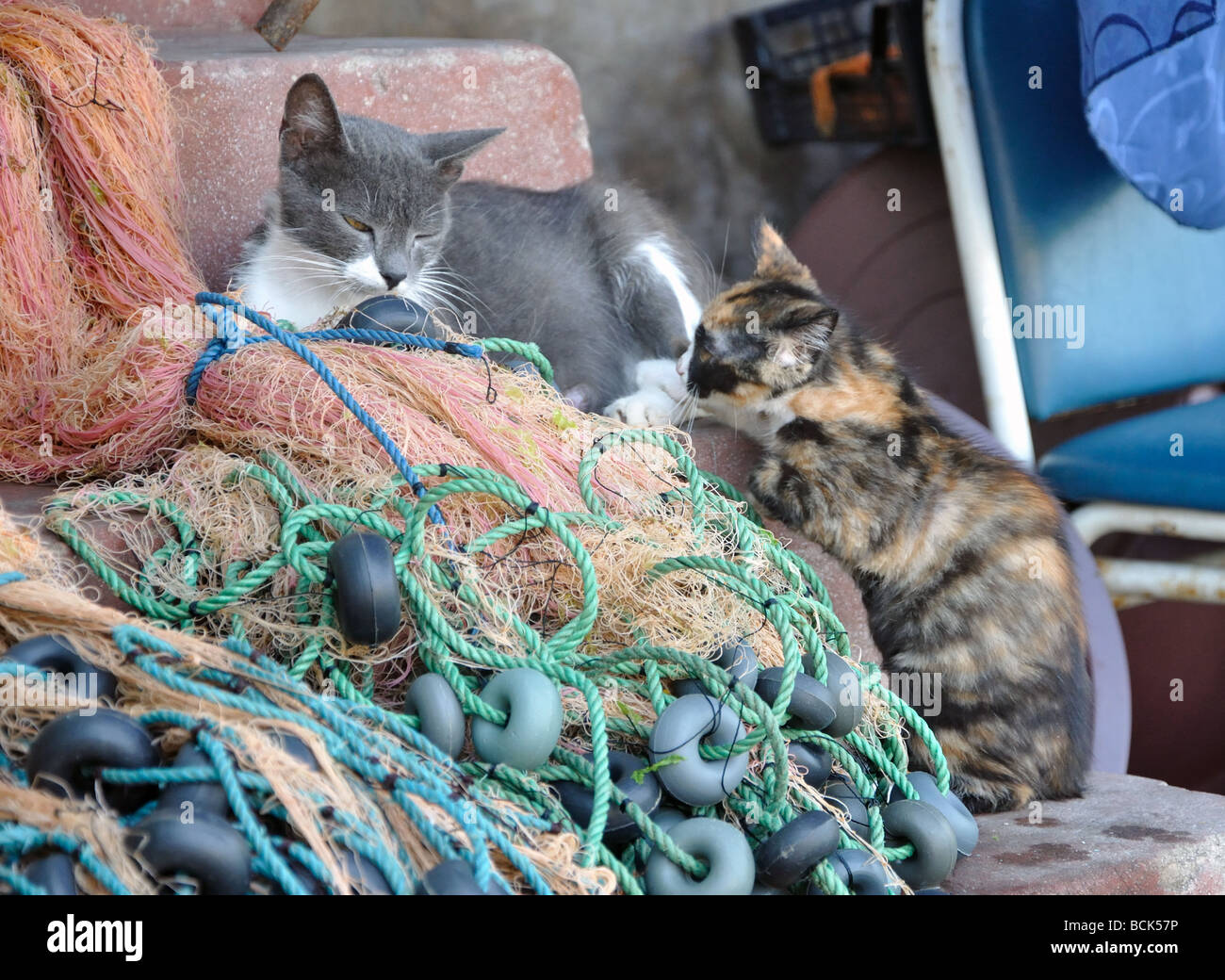 Une mère nourrit sa voiture chaton dans le village d'Anadolu Kavagi sur le Bosphore près d'Istanbul, Turquie Banque D'Images