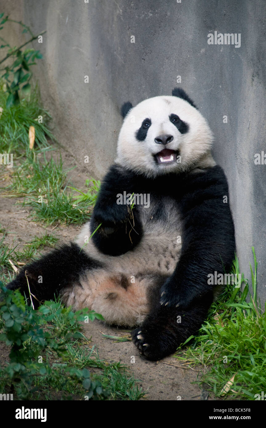 Panda géant (Ailuropoda melanoleuca) San Diego Zoo Banque D'Images
