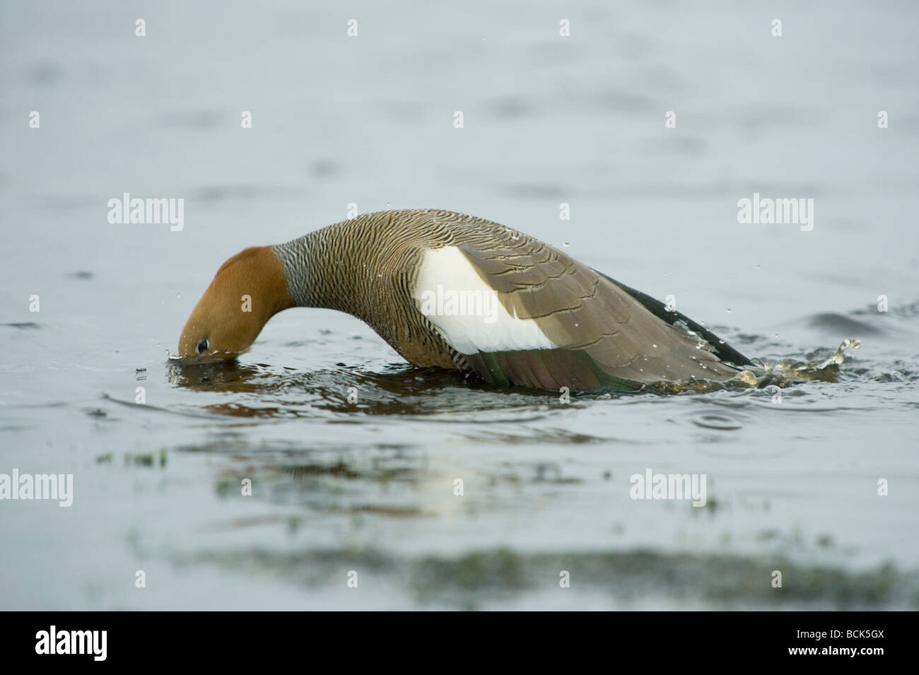 Ouette à tête rousse (Chloephaga rubidiceps) Echelle Iles Falkland Banque D'Images