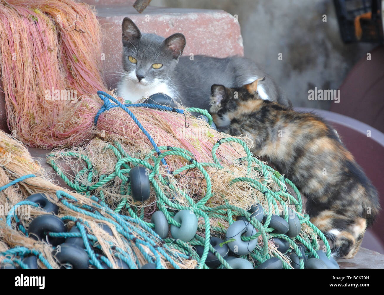Une mère nourrit sa voiture chaton dans le village d'Anadolu Kavagi sur le Bosphore près d'Istanbul, Turquie Banque D'Images