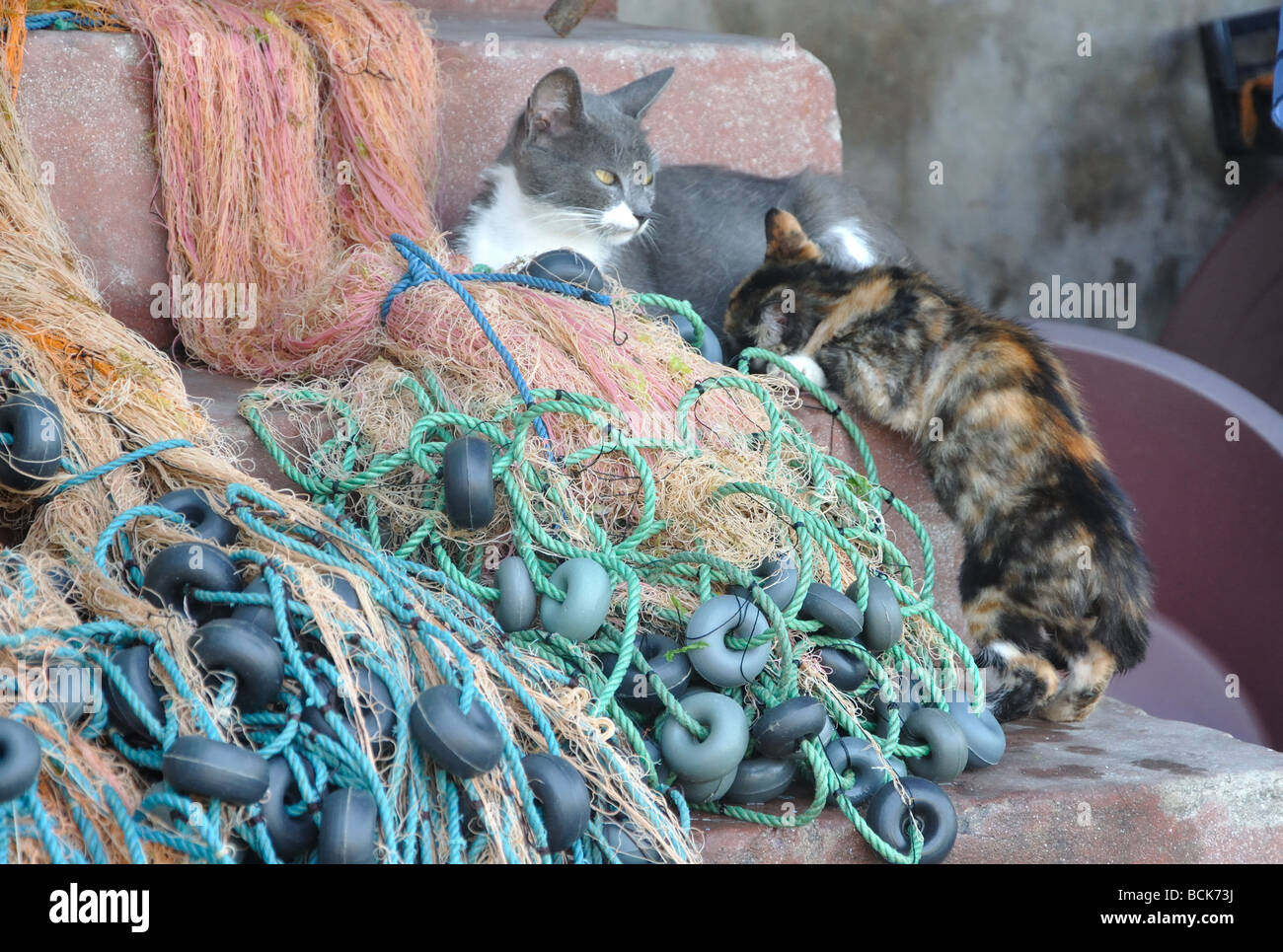 Une mère nourrit sa voiture chaton dans le village d'Anadolu Kavagi sur le Bosphore près d'Istanbul, Turquie Banque D'Images