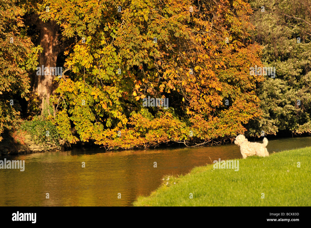 Chien par thames, Oxford, Angleterre Banque D'Images