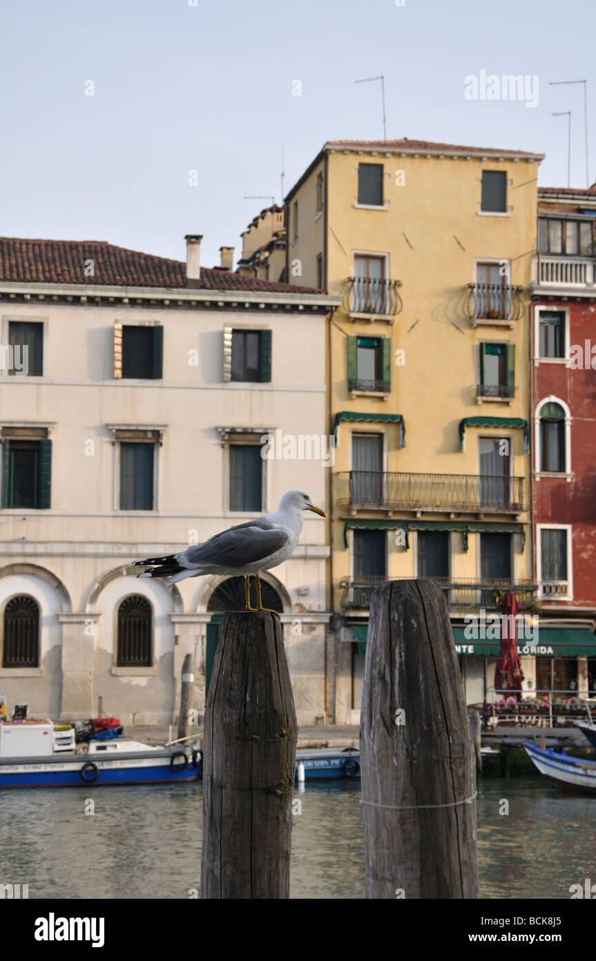 Mouette sur perche à Venise Banque D'Images