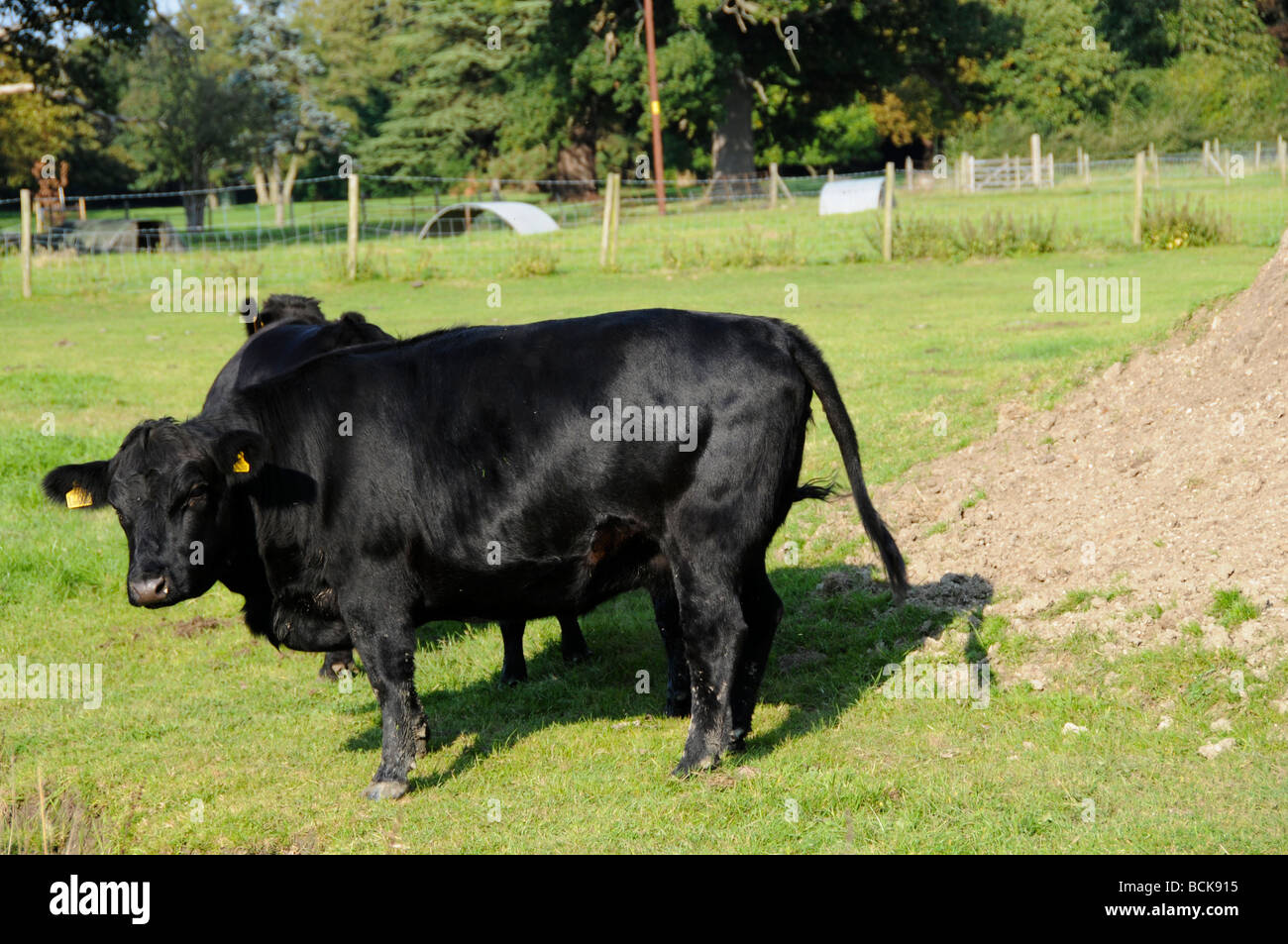 Le pâturage des vaches Dexter , Royaume-Uni Banque D'Images