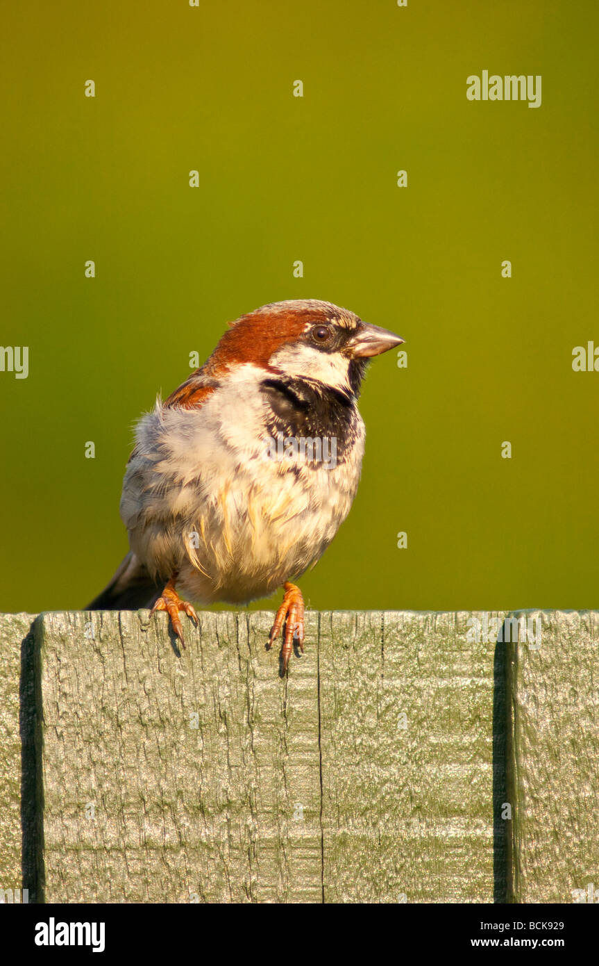 Un close up portrait of a house sparrow Passer domesticus au Royaume-Uni Banque D'Images