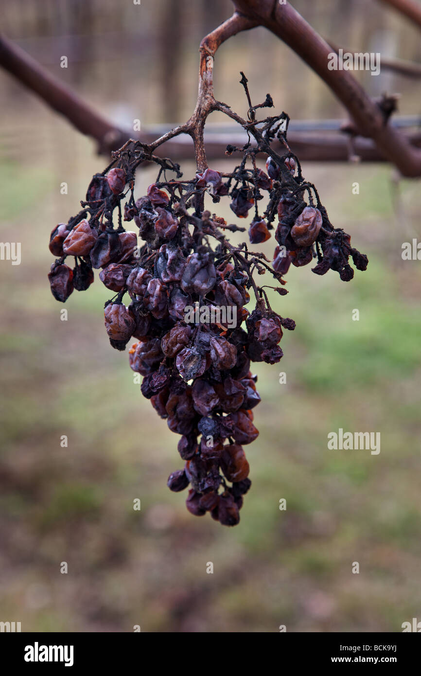 raisins Banque D'Images