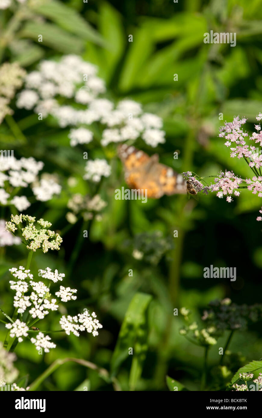 Séance d'abeilles sur une fleur rose la collecte de miel, avec en arrière-plan un papillon belle dame Banque D'Images