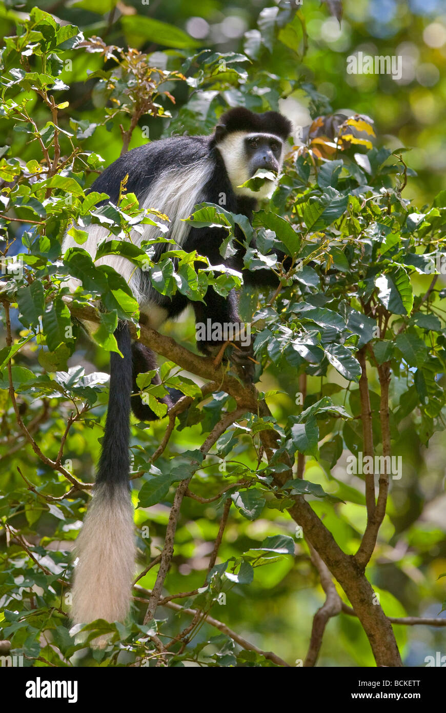 Au Kenya. Un singe colobus se nourrir dans la forêt de Kakamega de l'ouest du Kenya. Banque D'Images