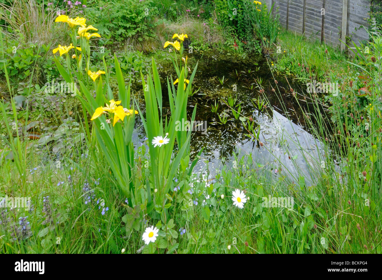 Retour de la faune urbaine jardin Jardin étang au début de l'été Mai Uk Banque D'Images