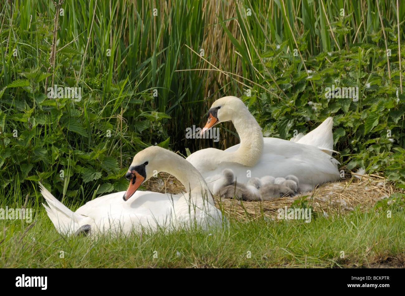 Le Cygne tuberculé Cygnus olor homme femme avec jour cygnets UK peut Banque D'Images