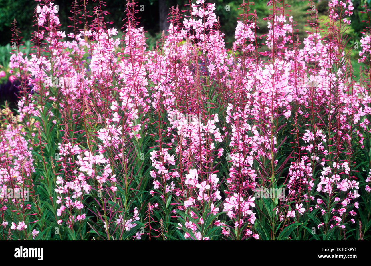 Epilobium angustifolium 'Stahl Rose' à la frontière de plus en plus fleur rose fleurs jardin plantes Banque D'Images
