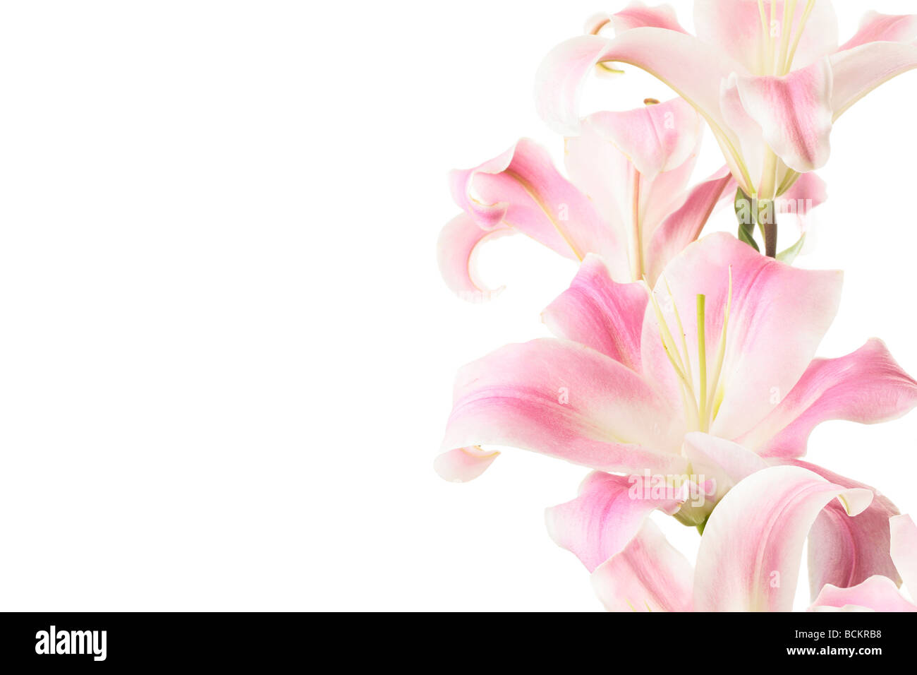 Lovely pink lillies sur un fond blanc, pur Banque D'Images