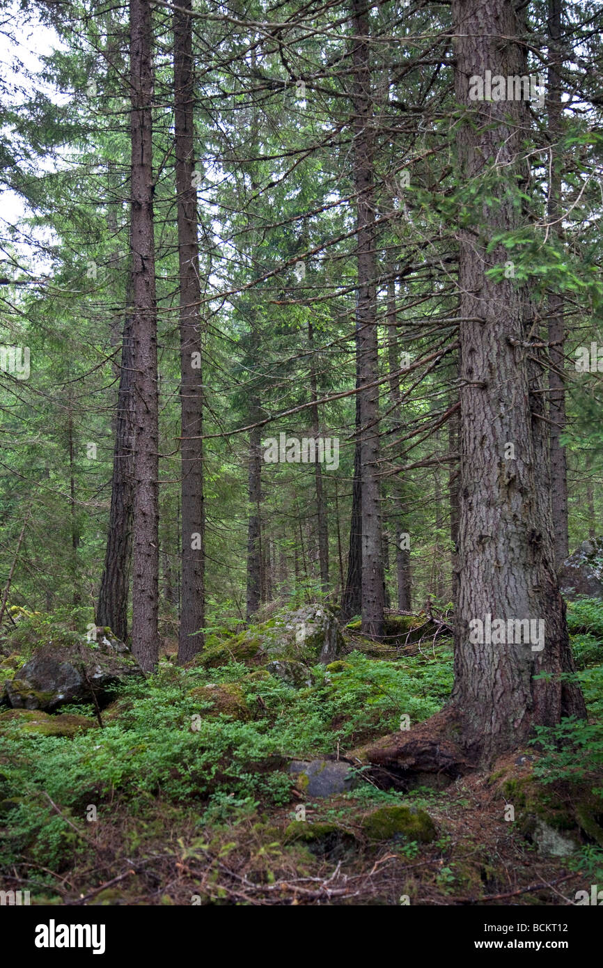 La Forêt de conifères, Alpes, Italie Banque D'Images