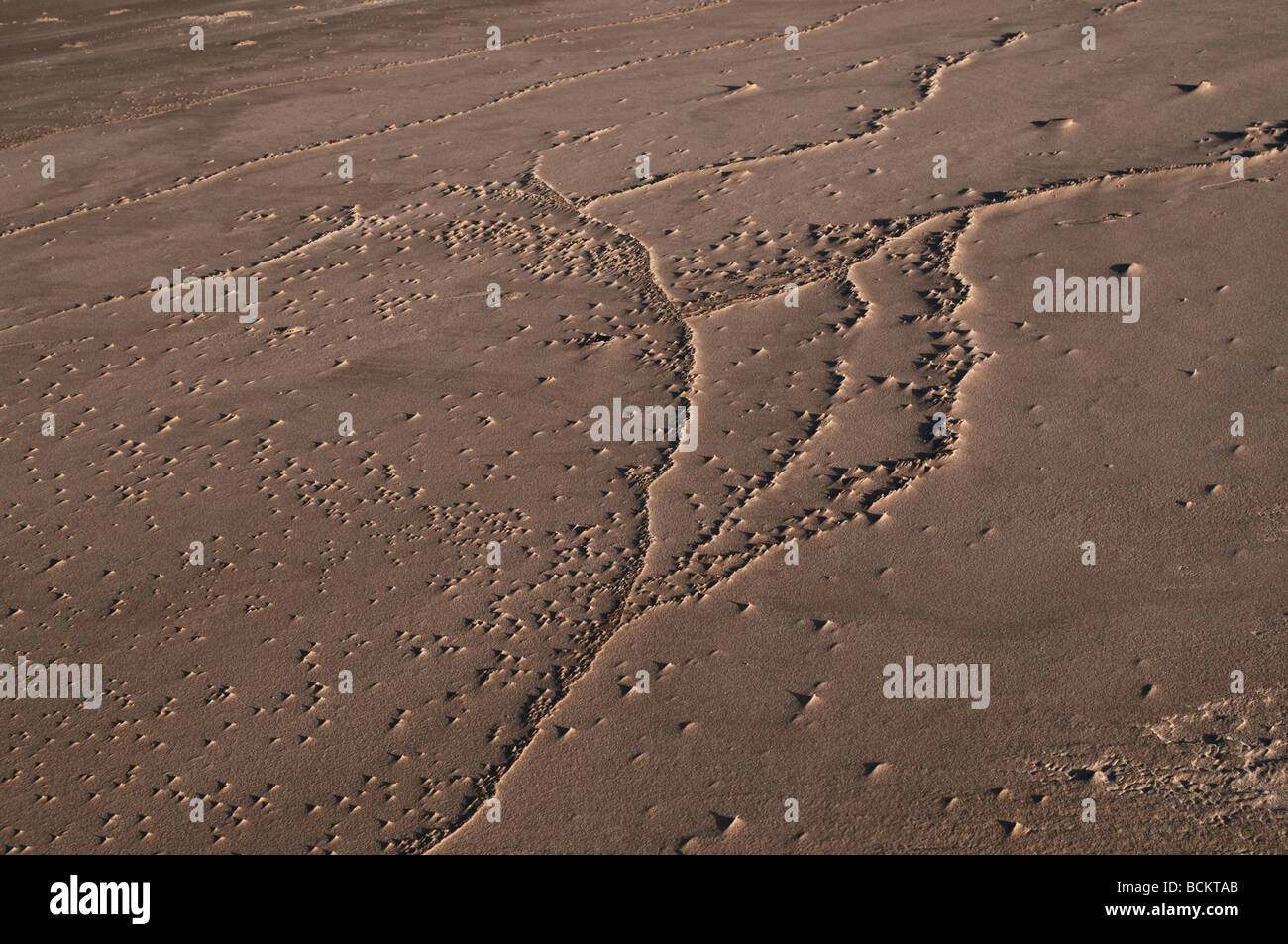 Des traces dans le sable l'Australie Banque D'Images