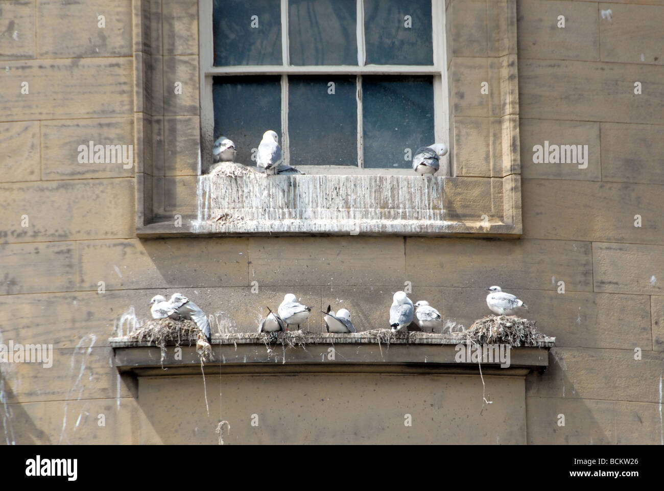 Mouettes tridactyles Newcastle on Tyne en Angleterre Banque D'Images