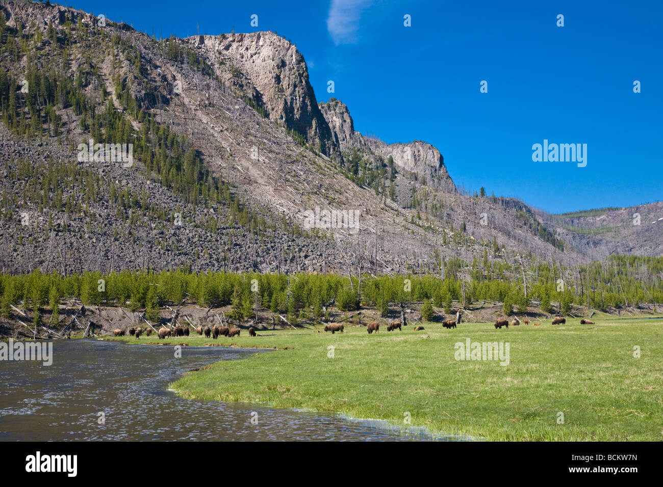 Bison dans la vallée de la rivière Madison dans le Parc National de Yellowstone au Wyoming Banque D'Images