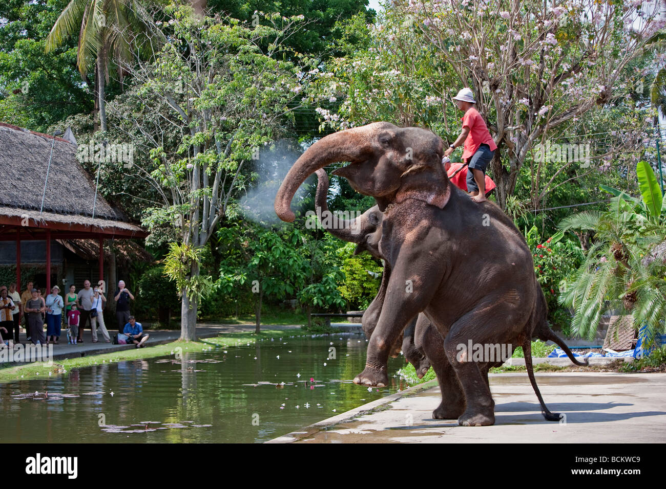 La Thaïlande. Un affichage à l'éléphant Rose Garden un complexe touristique situé dans 75 acres de jardins magnifiques Banque D'Images