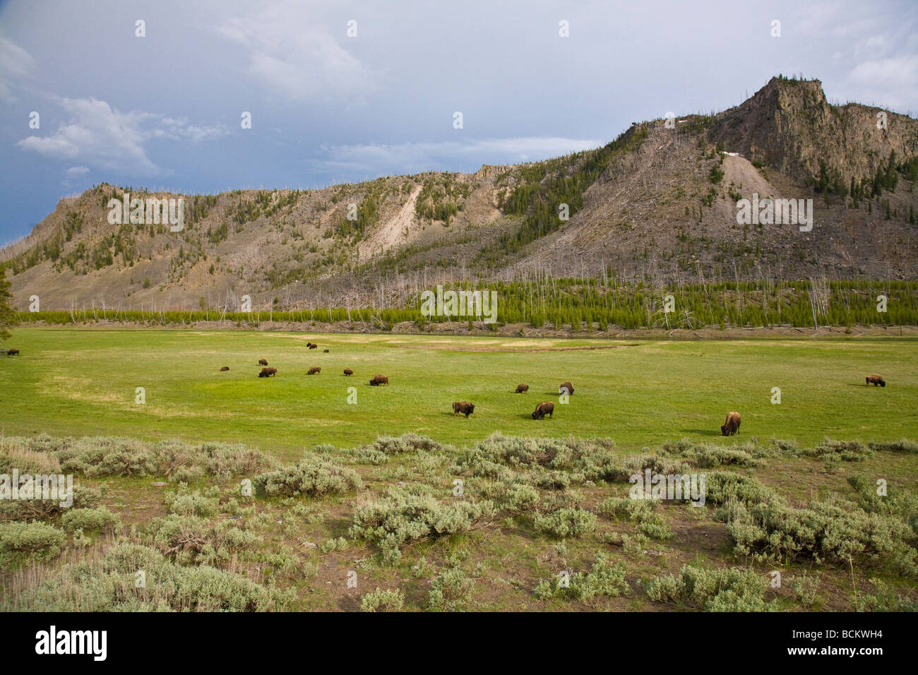 Bison dans la vallée de la rivière Madison dans le Parc National de Yellowstone au Wyoming Banque D'Images