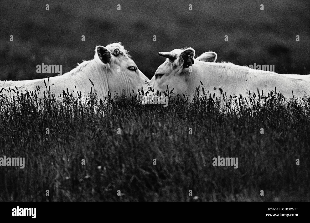 Vaches dans l'herbe haute, b&w Banque D'Images