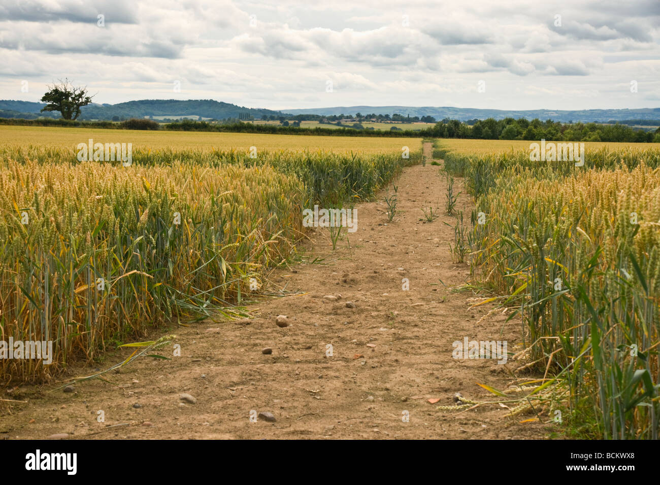 Un sentier sur le Shropshire. Ce sentier a été laissé à l'écart de la croissance des cultures sur le terrain. Banque D'Images