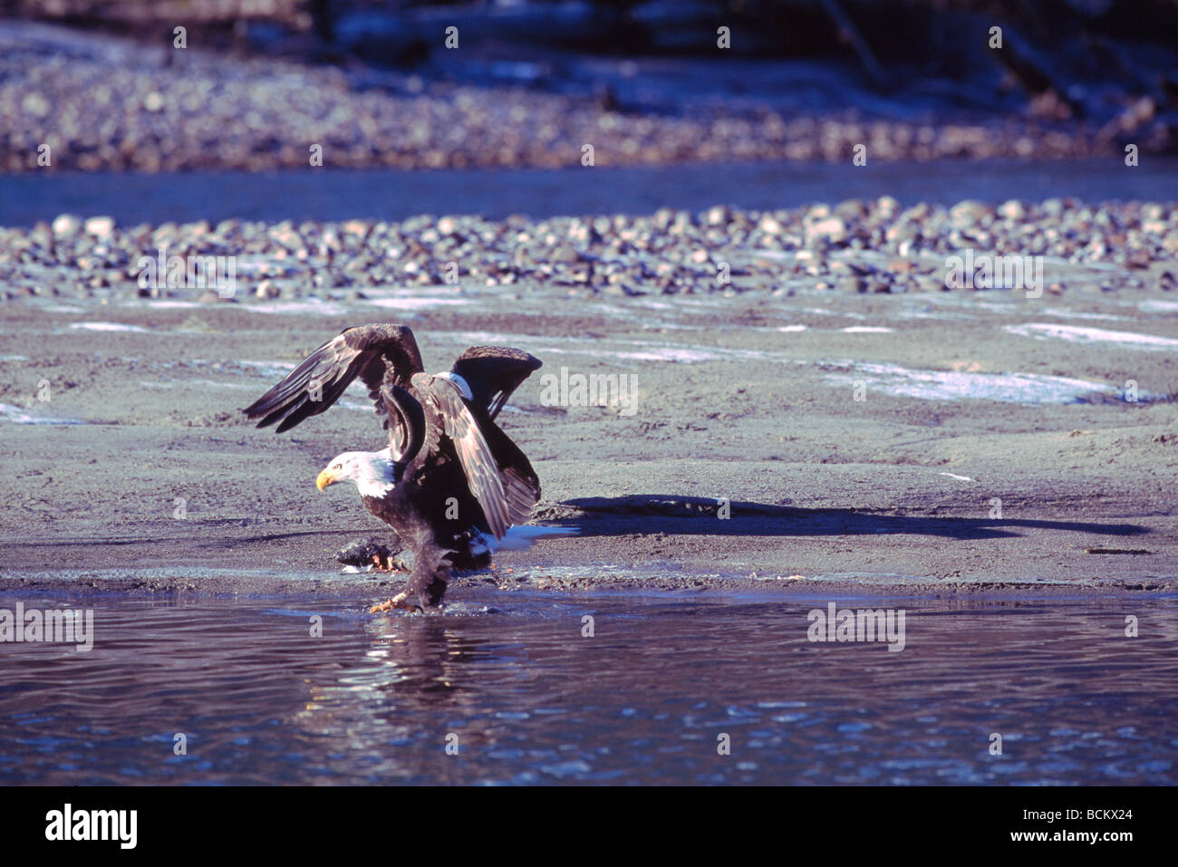 L'adulte le Pygargue à tête blanche (Haliaeetus leucocephalus) se nourrissent de saumons à donné naissance au bord d'une rivière Banque D'Images