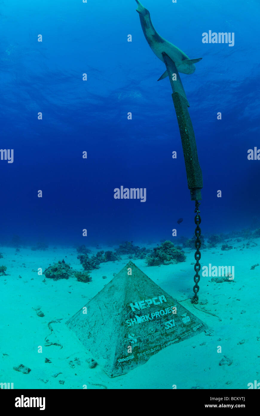 Premier monument sous-marin dans le monde entier en requin Hurghada, Egypte Banque D'Images