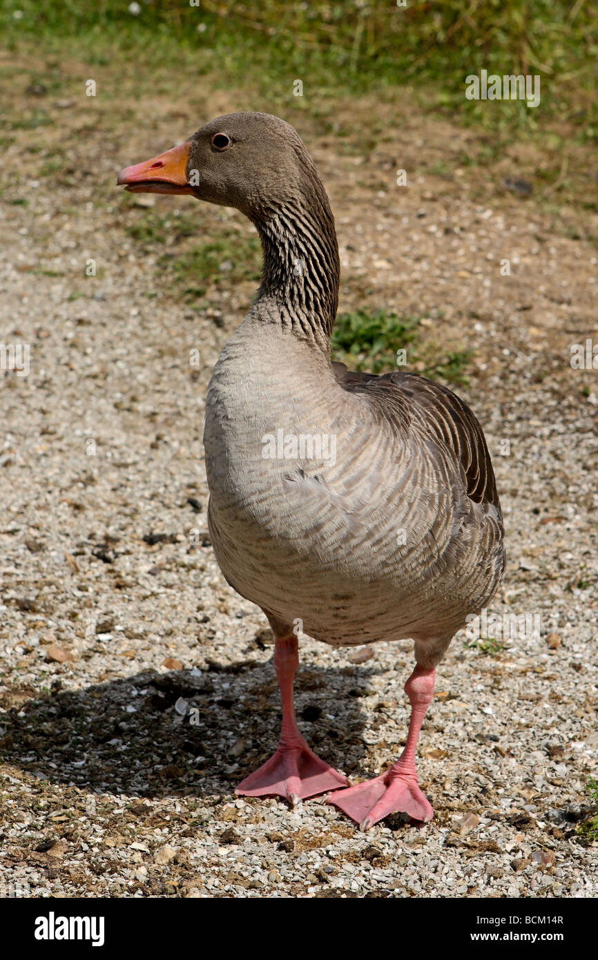 Ou cendrée oie cendrée (Anser anser) Banque D'Images