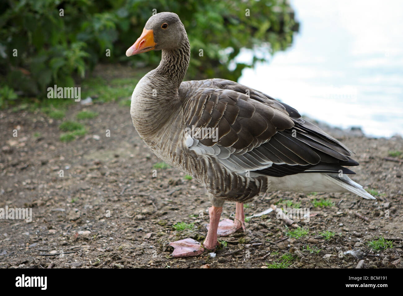 Ou cendrée oie cendrée (Anser anser) Banque D'Images
