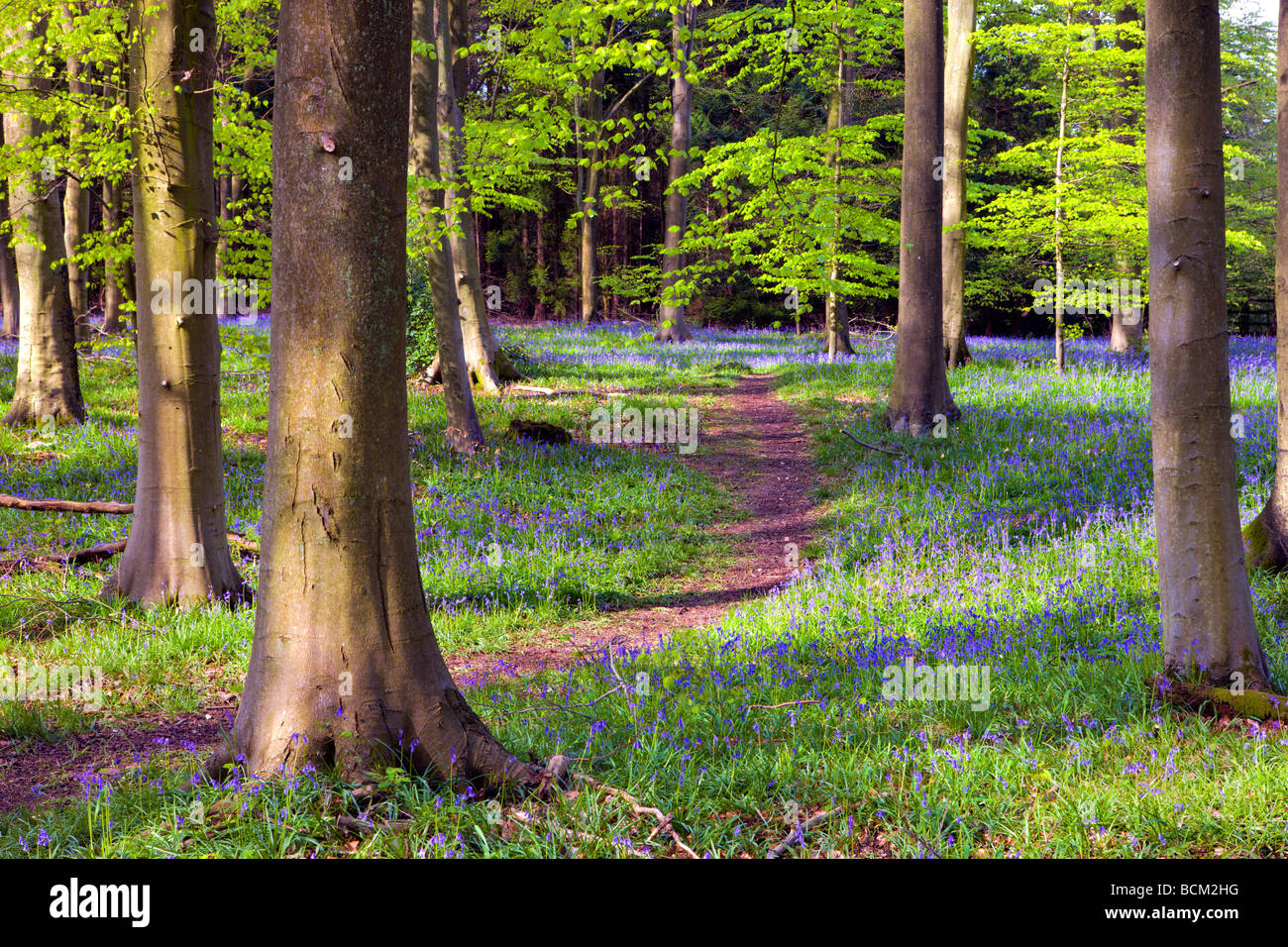 Bluebells de plus en Bois Micheldever au printemps Micheldever Hampshire Angleterre Mai 2008 Banque D'Images