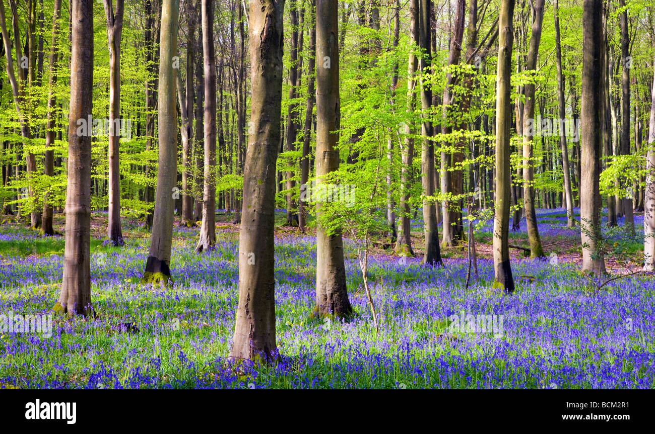 Bluebells de plus en Bois Micheldever au printemps Micheldever Hampshire Angleterre Mai 2008 Banque D'Images
