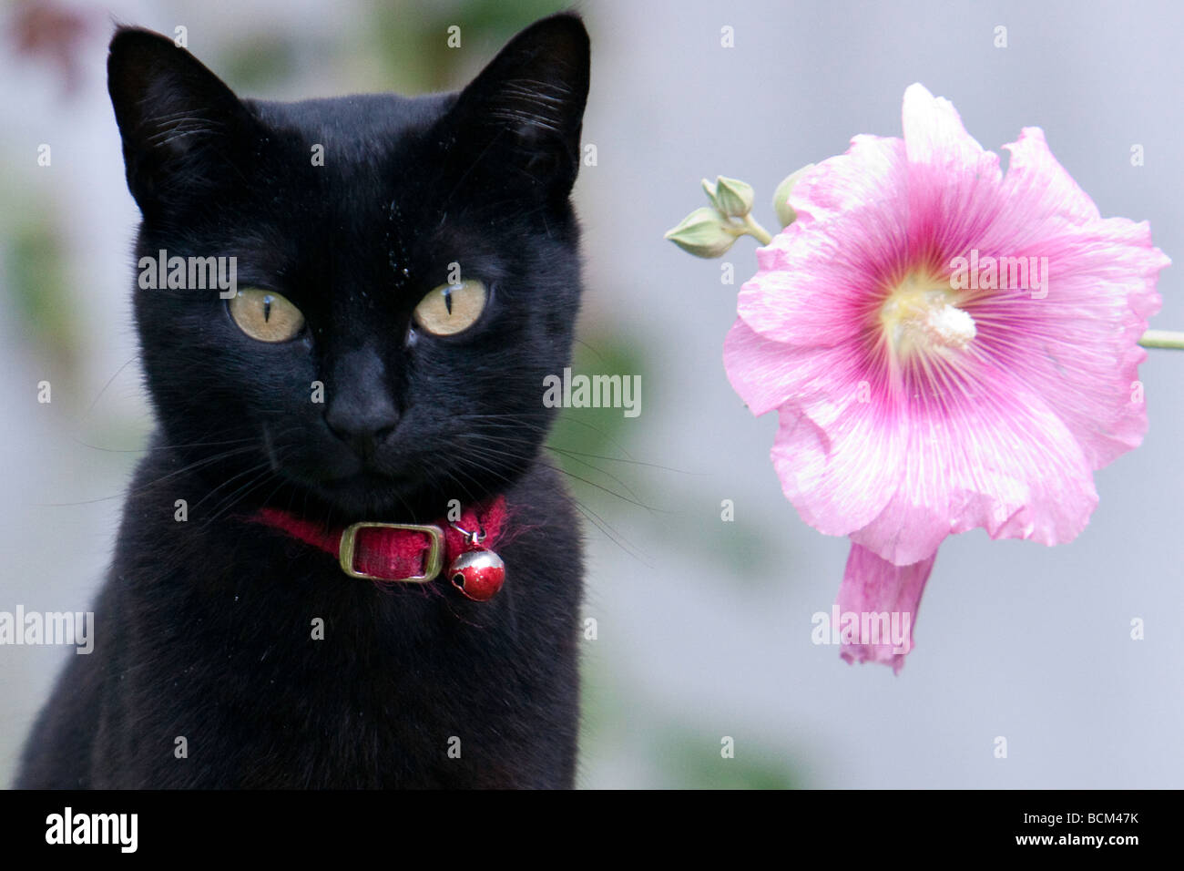 Les chats et les fleurs Banque D'Images