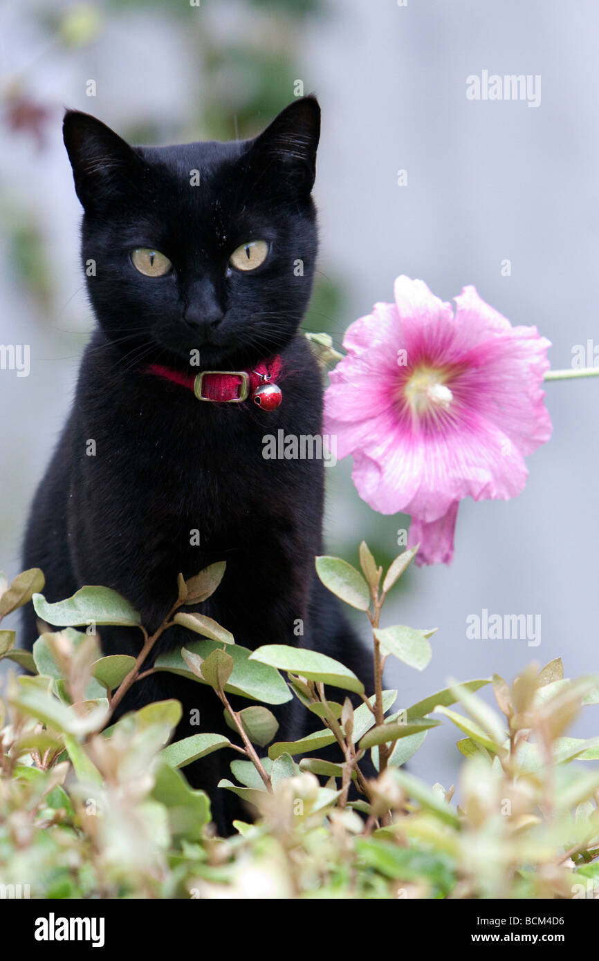 Les chats et les fleurs Banque D'Images