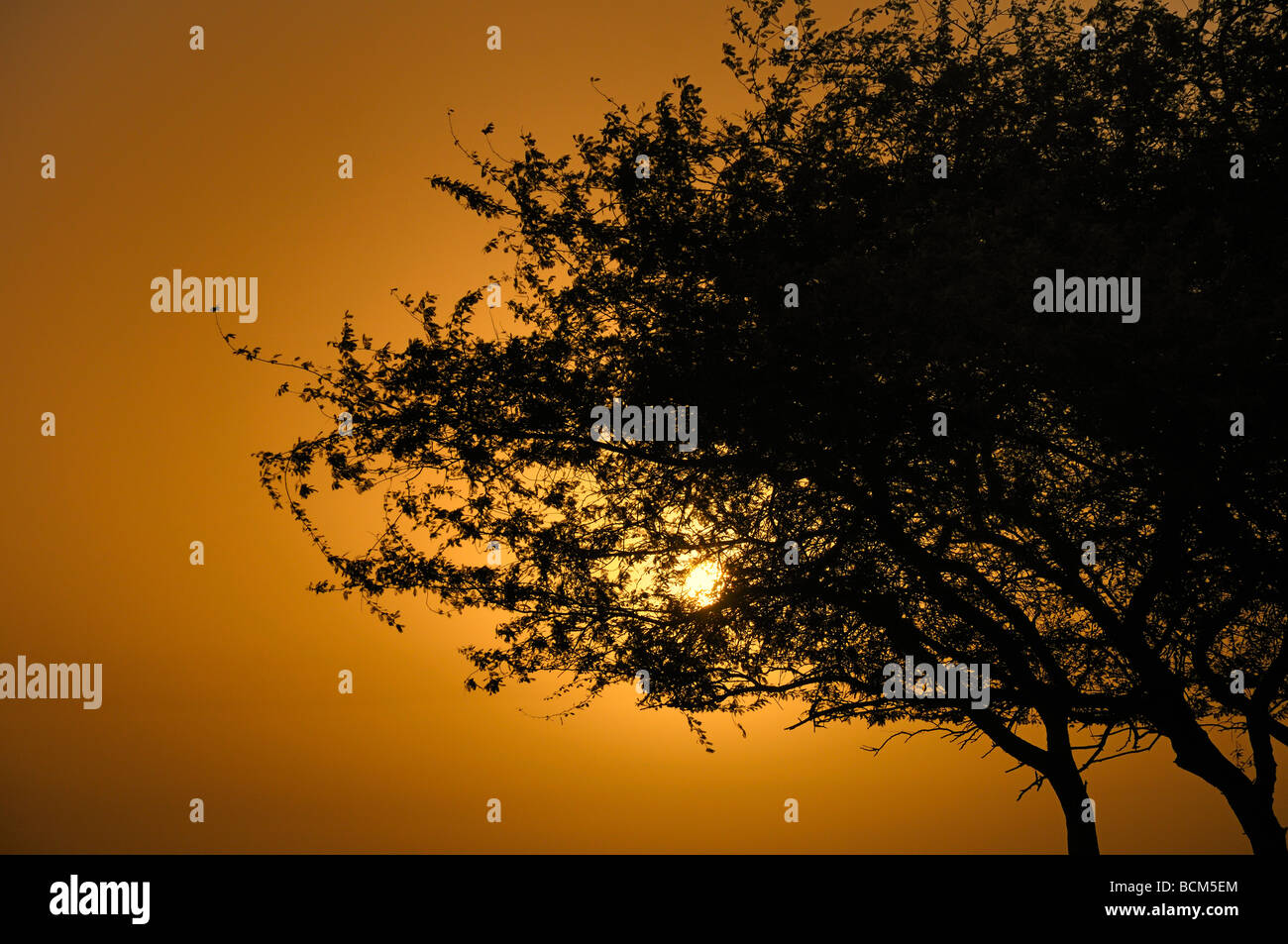 Lever du soleil à travers les feuilles de l'arbre. Banque D'Images