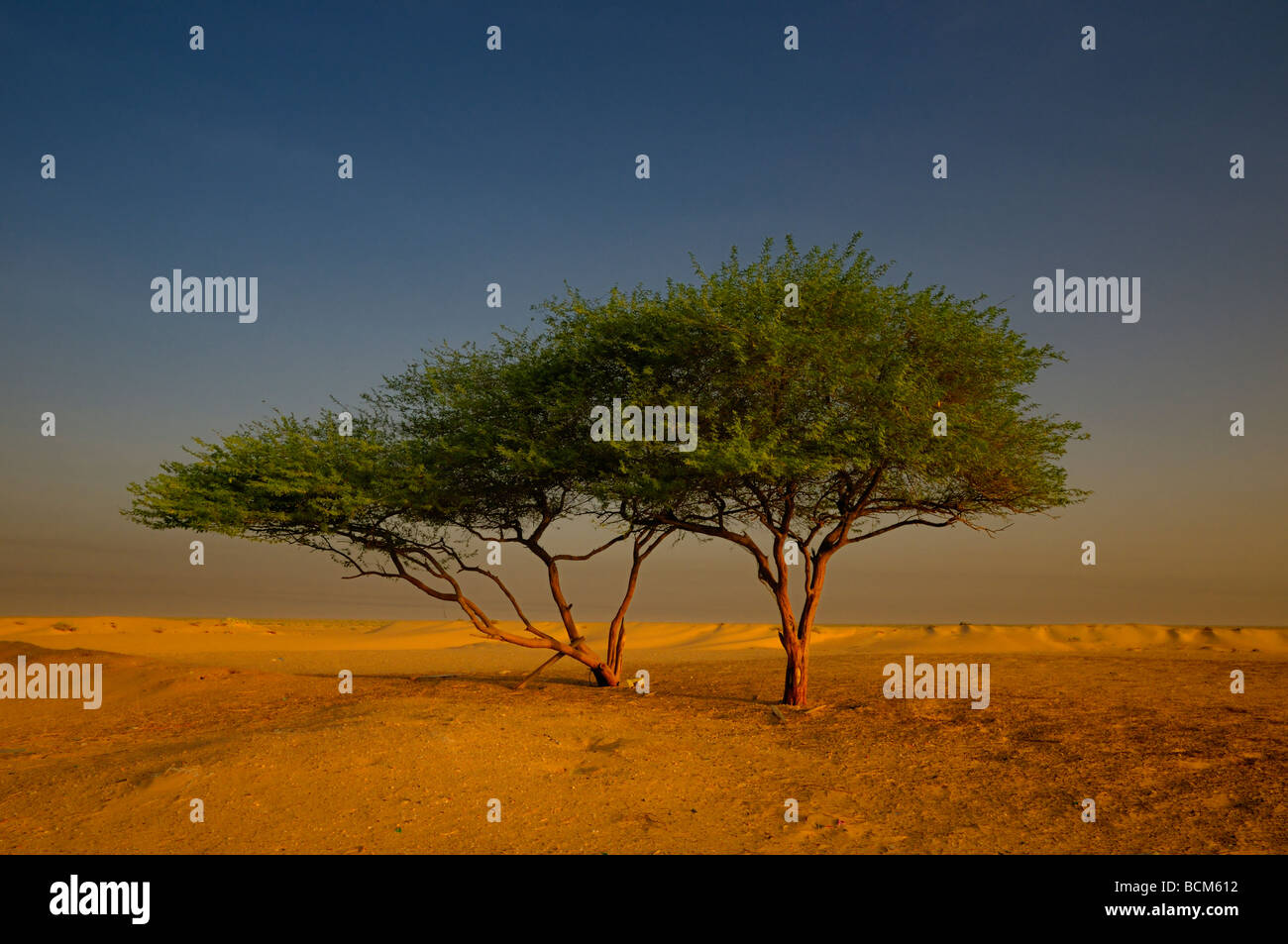 Le vert des arbres dans le désert. Banque D'Images