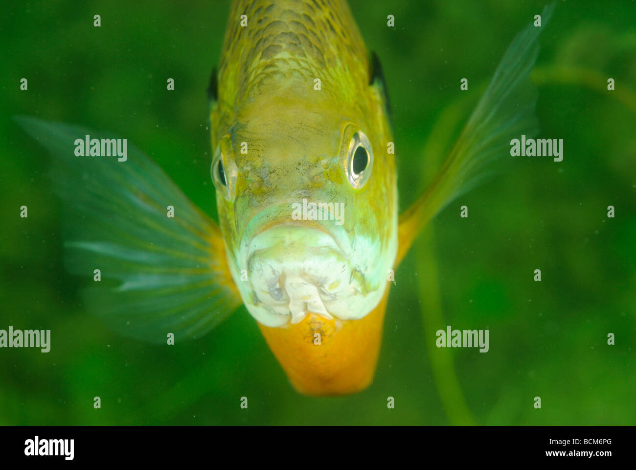 La marigane blanche poisson dans Clear Spring Lake, Texas Banque D'Images